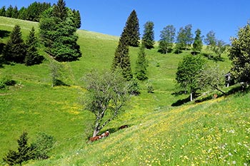 Saftiges Grün und klarer Himmel: ein Paradies für die Kühe